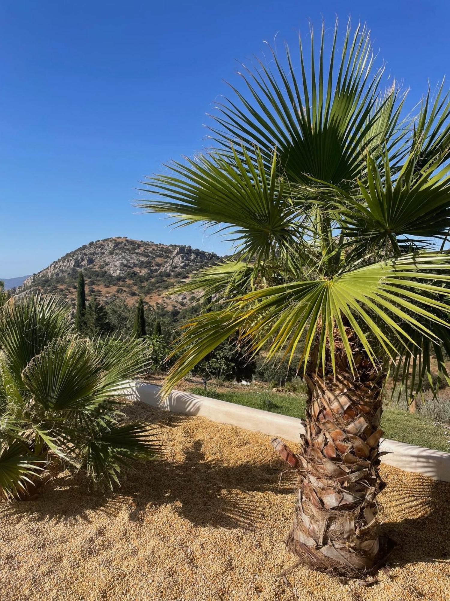 Cortijo Rancho Verde Colmenar Extérieur photo